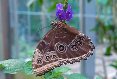 Blue morpho (Morpho peleides) 3