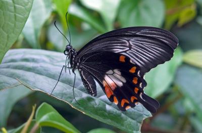 Papilio memnon  (Great Mormon - female) 3