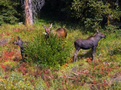 Moose family enjoying lunch ...