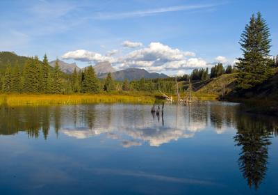 Morning at a pond