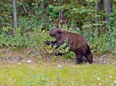 Bear....ry pickin'