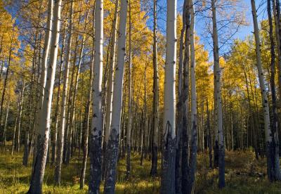 Aspen Forest