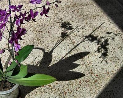 orchid shadow2.JPG