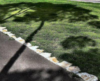 a shadow on the lawn.JPG