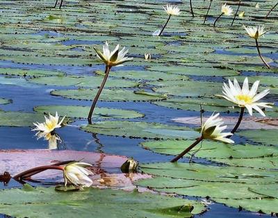 tranquillity of sea anemone 2.JPG