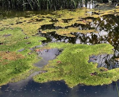 A Swamp.JPG