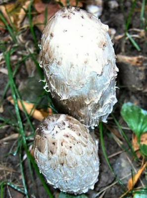 v3/82/474982/3/51819448.AToxicMushrooms.jpg