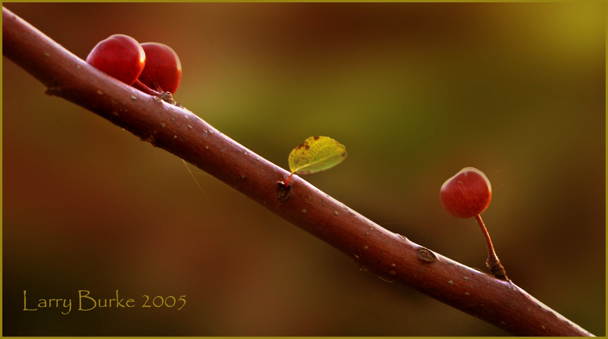 Apples in Autumn