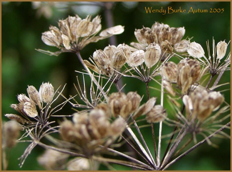 Seeds waiting to be sown