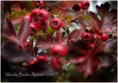 Hawthorne Bush in Autumn Splender