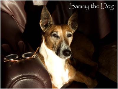 Sammy the dog