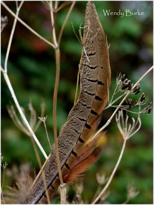 feather