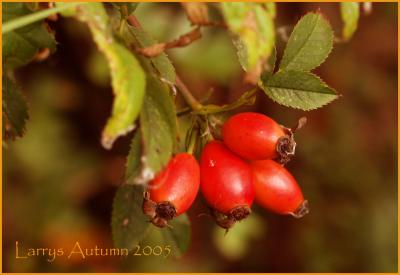 Rose hips I think