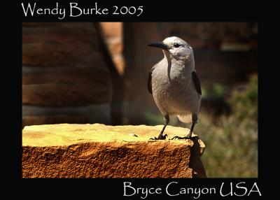 Bird. Bryce Canyon