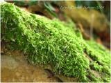 Moss