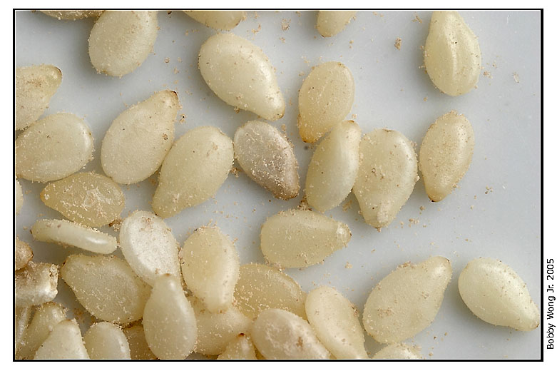 Sesame seeds
