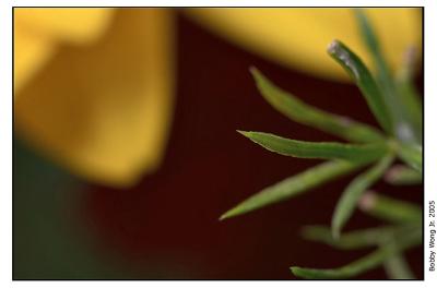 Flower Parts
