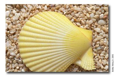 Colored Scallops