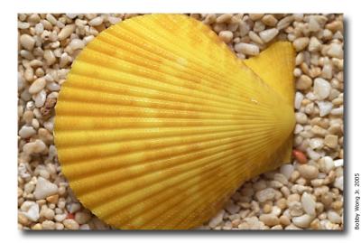 Colored Scallops