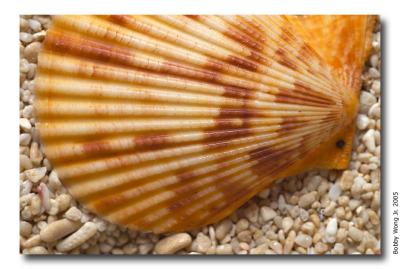 Colored Scallops