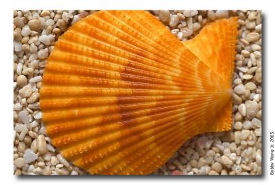 Colored Scallops