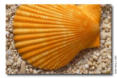 Colored Scallops