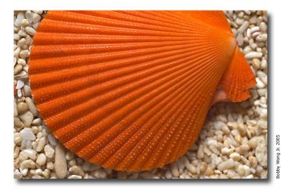 Colored Scallops