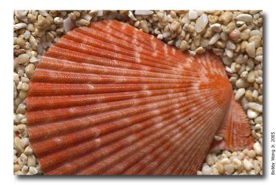 Colored Scallops