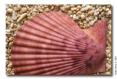 Colored Scallops
