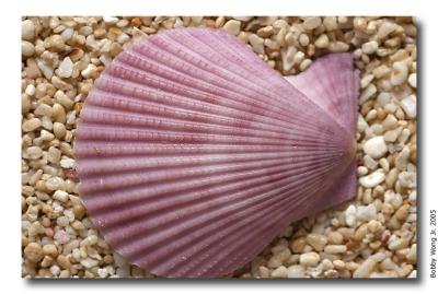 Colored Scallops