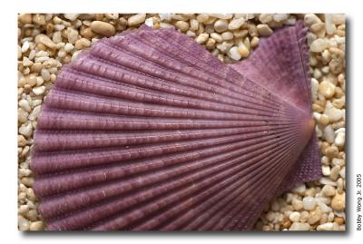 Colored Scallops
