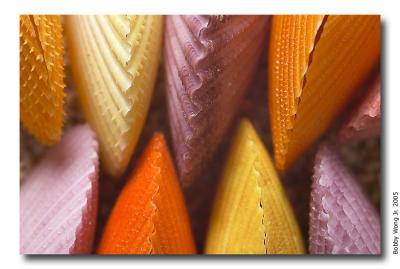 Colored Scallops
