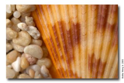 Colored Scallops