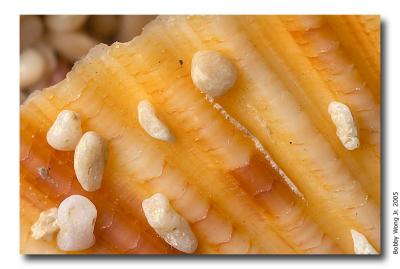 Colored Scallops