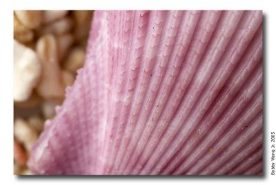 Colored Scallops