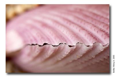 Colored Scallops
