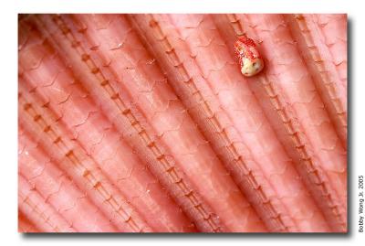 Colored Scallops