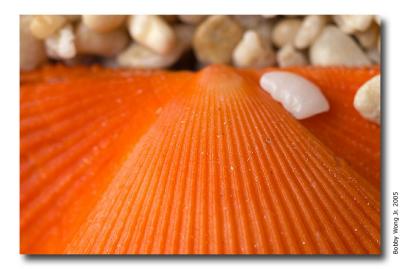 Colored Scallops
