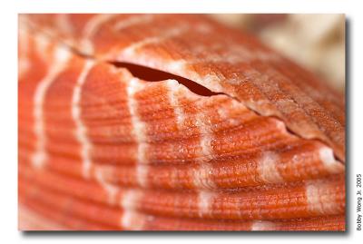 Colored Scallops