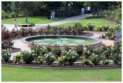 Garden of Roses