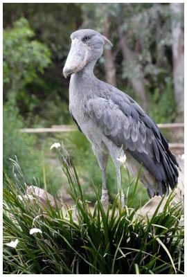Wild Animal Park