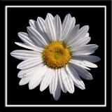 Camomile