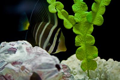 Sailfin Tang