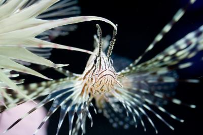 Lion Fish 2