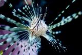 Lion Fish 1