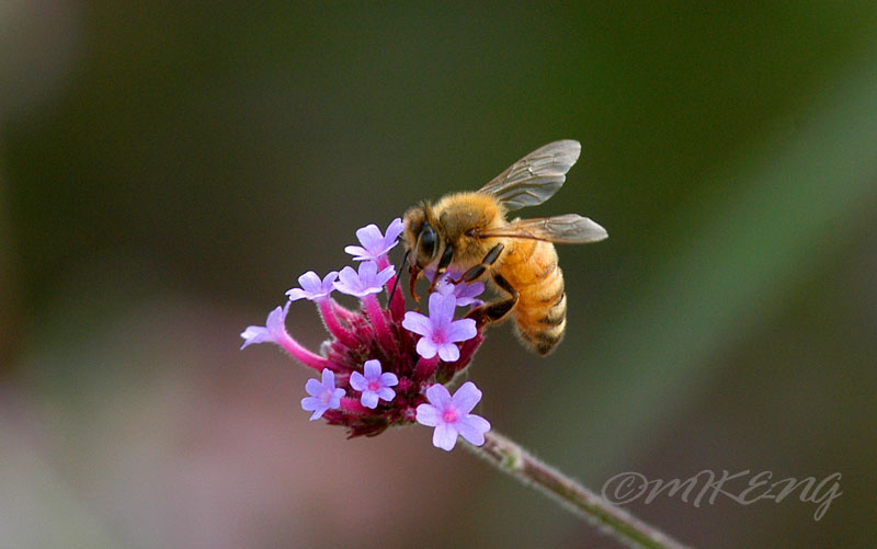 Bee 2