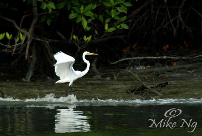 Egret 2