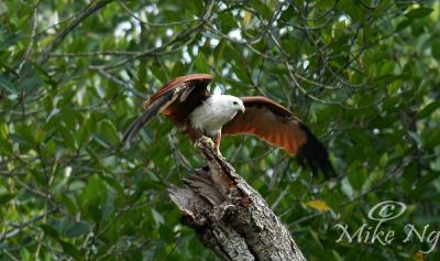 Brahminy Kite