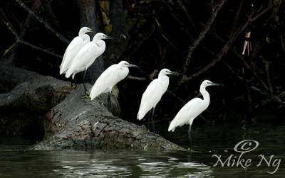 Egrets