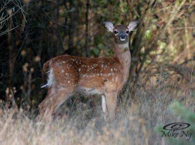 Juvenile Spotted Deer